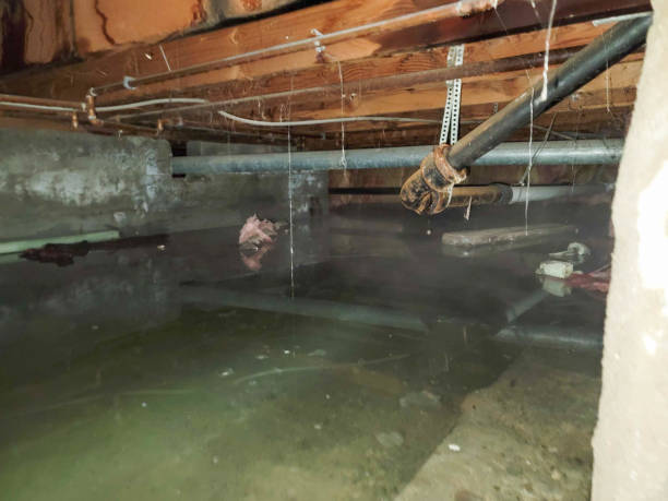 Best Water damage cleanup near me  in Indian Hills, NM