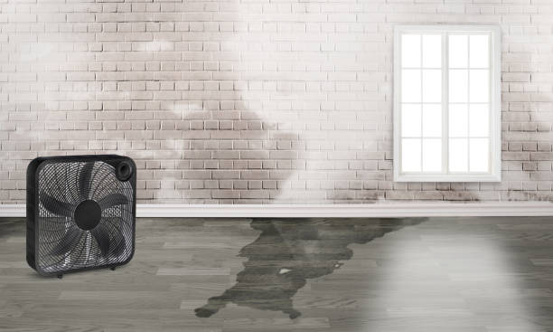 Best 24/7 water damage repair  in Indian Hills, NM